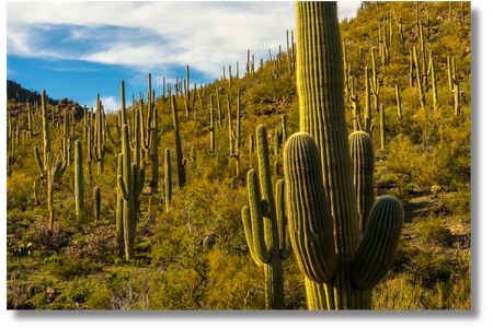 Saguaro-National-Park