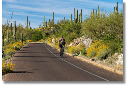Tucson bicyclist on trail through saguaro forest