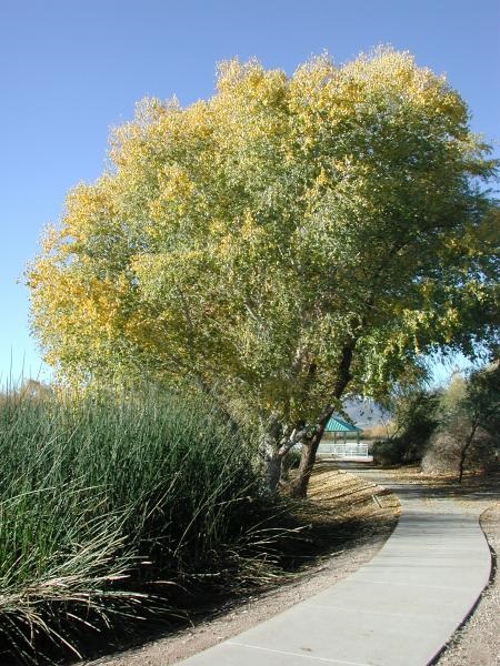 Sweetwater path