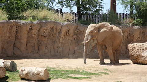 Elephant Semba in her habitat at Reid Park Zoo