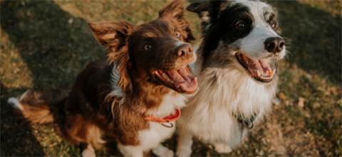 Two dogs looking at the camera