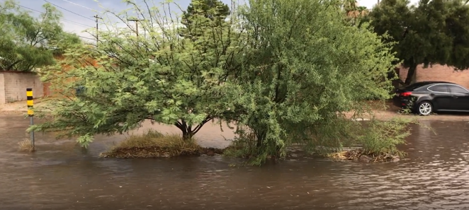 Roadway flooded with tree in center