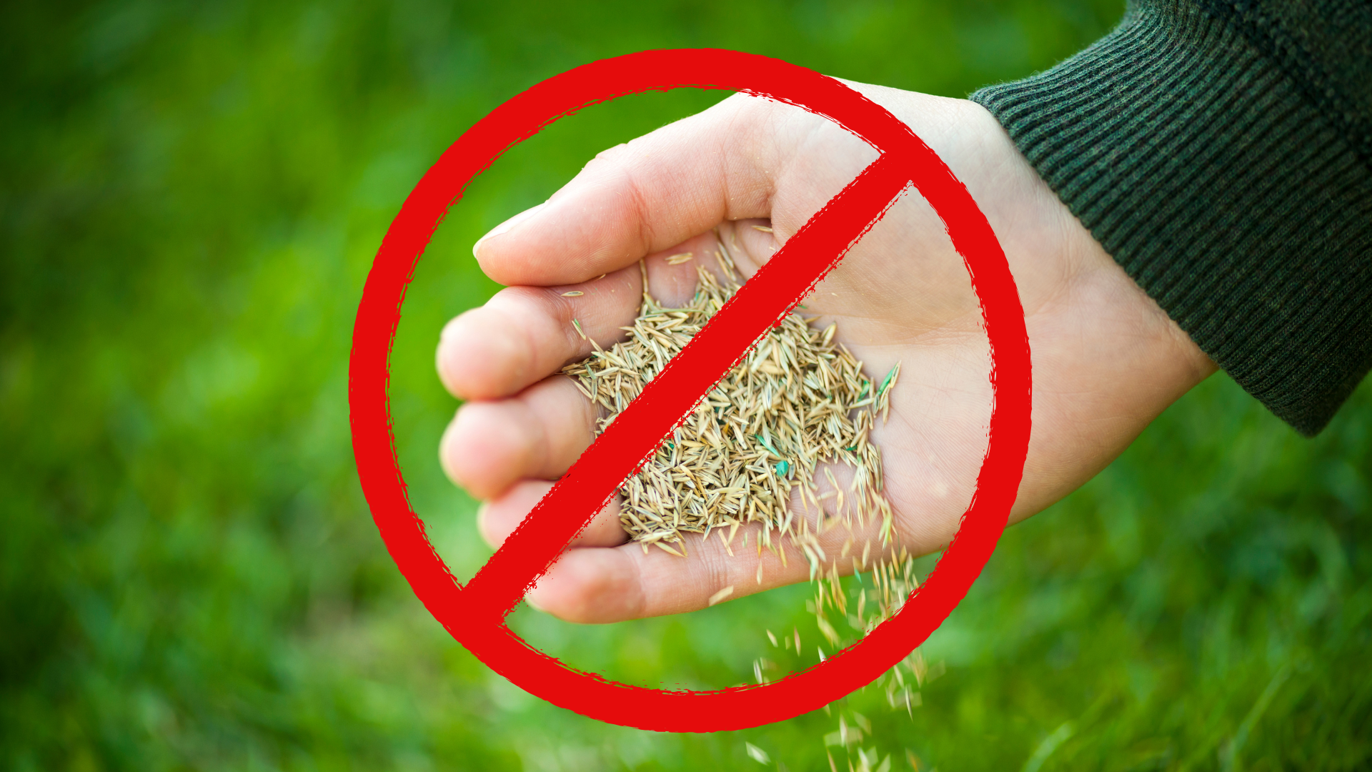 overseeding-unhealthy-grass.png