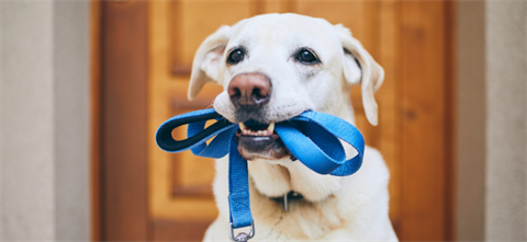 Leash-up.png