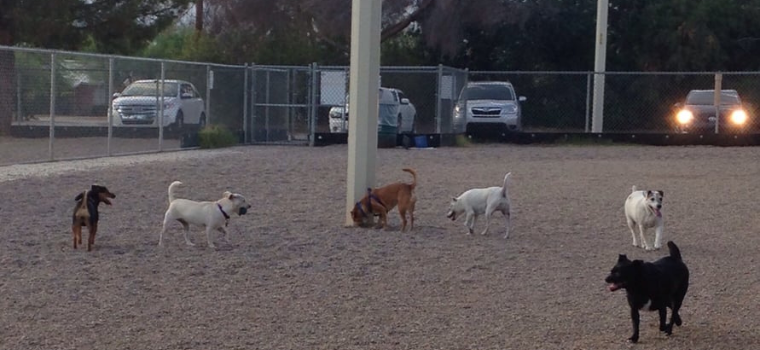 Palo-Verde-Dog-Park.png